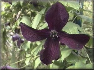 Clematis photograph