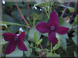 Clematis photograph