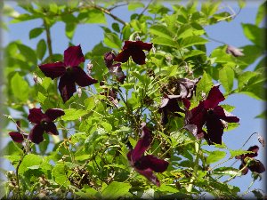 Clematis photograph