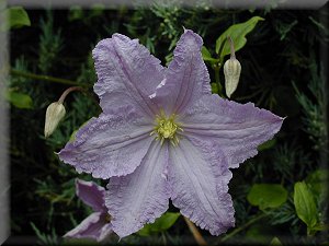 Clematis photograph