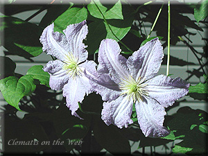 Clematis photograph