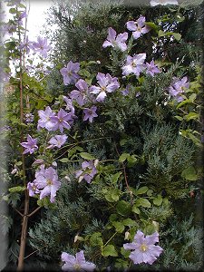 Clematis photograph