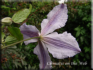 Clematis photograph