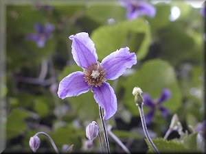 Clematis photograph