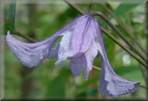 Clematis photograph