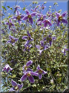 Clematis photograph