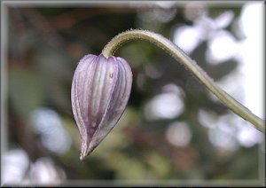 Clematis photograph