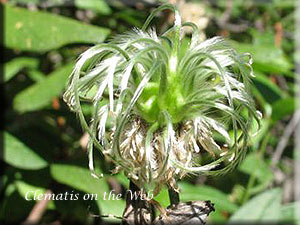 Clematis photograph