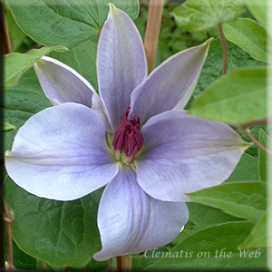 Clematis photograph