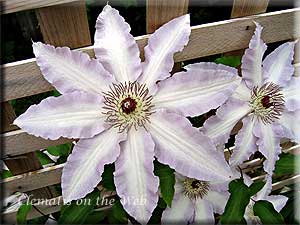 Clematis photograph