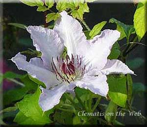 Clematis photograph