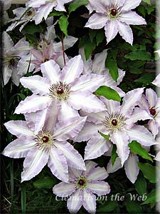 Clematis photograph