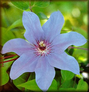 Clematis photograph