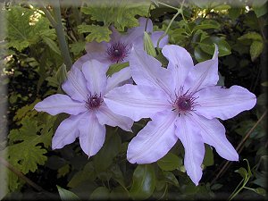 Clematis photograph