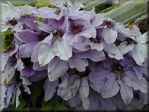 Clematis photograph