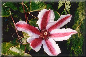 Clematis photograph