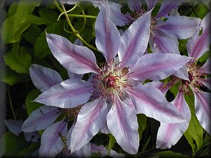 Clematis photograph