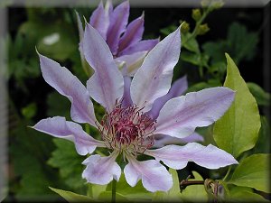 Clematis photograph