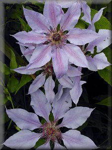 Clematis photograph