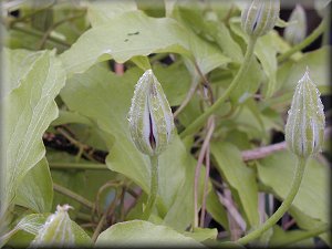 Clematis photograph