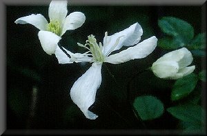 Clematis photograph