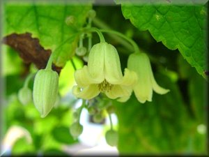 Clematis photograph