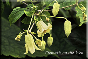 Clematis photograph