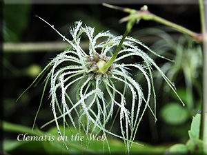 Clematis photograph