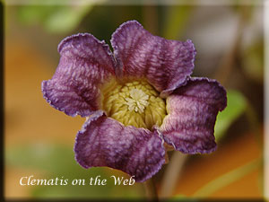 Clematis photograph