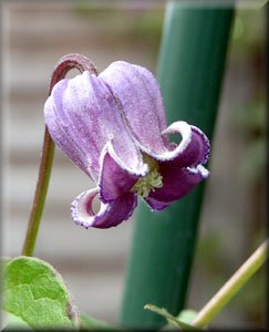 Clematis photograph