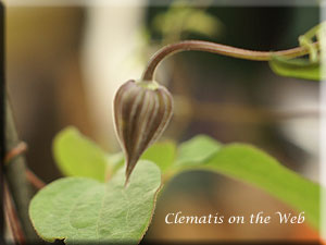 Clematis photograph