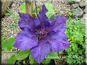 Clematis photograph