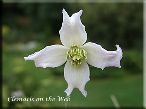 Clematis photograph