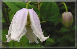 Clematis photograph