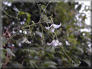 Clematis photograph