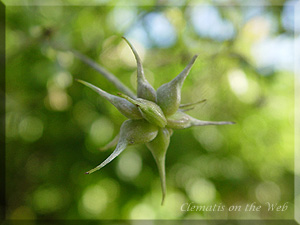 Clematis photograph