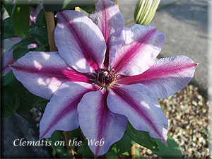 Clematis photograph