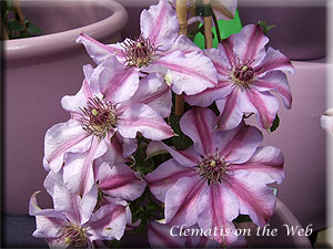 Clematis photograph