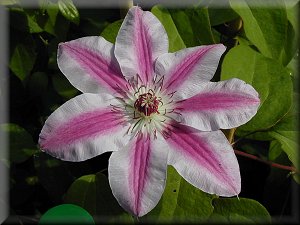 Clematis photograph