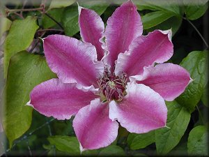 Clematis photograph