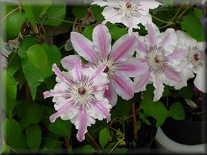 Clematis photograph