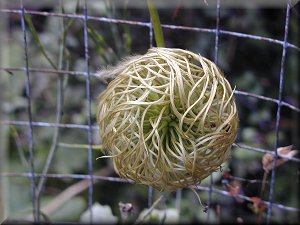 Clematis photograph