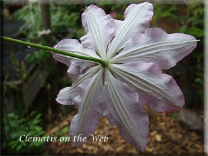 Clematis photograph