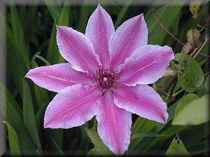 Clematis photograph