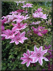 Clematis photograph