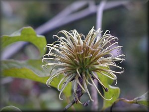 Clematis photograph