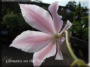 Clematis photograph