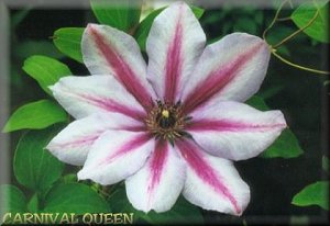 Clematis photograph