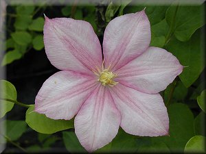 Clematis photograph