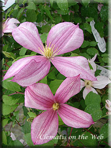 Clematis photograph